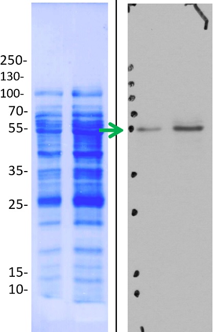 western blot using anti-ATPase subunit beta, mitochondrial, plant antibody